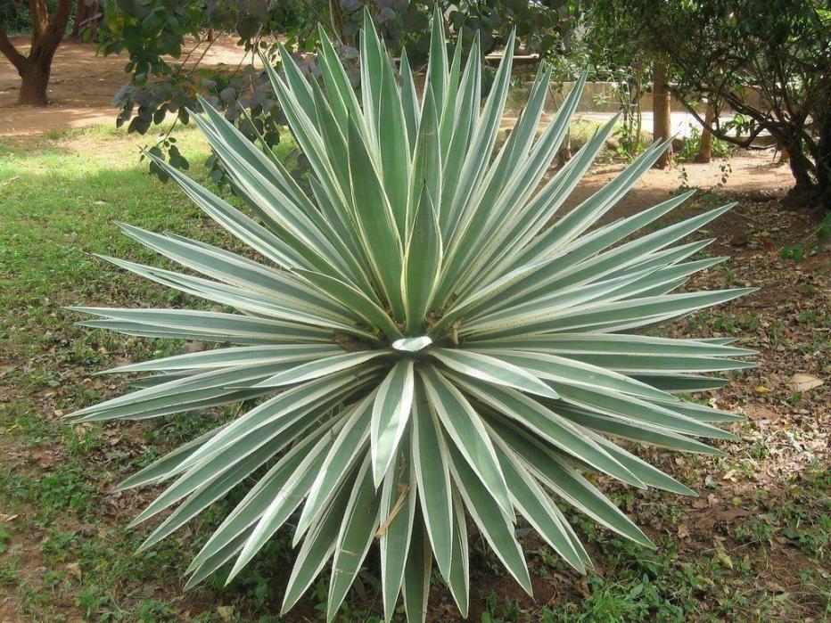 6 live plants Agave angustifolia variegated  exotic succulent BUY 2 GET A 1 FREE
