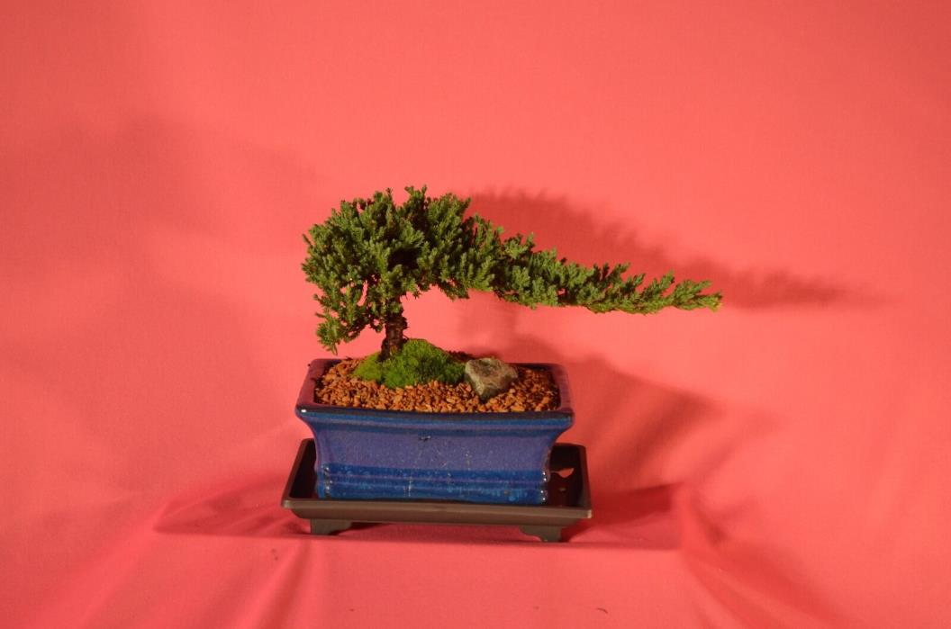 JAPANESE JUNIPER,TRADITIONAL BONSAI,5 YEARS OLD, WIND SWAP STYLE.