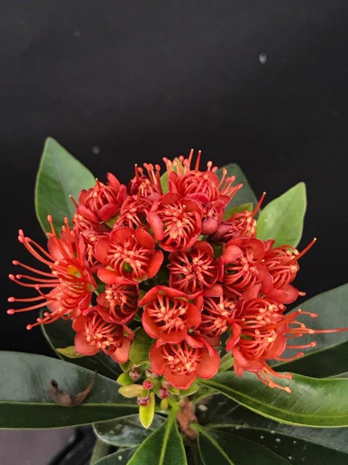 Xanthostemon chrysanthus VERY RARE RED flowers tropical tree collector plant