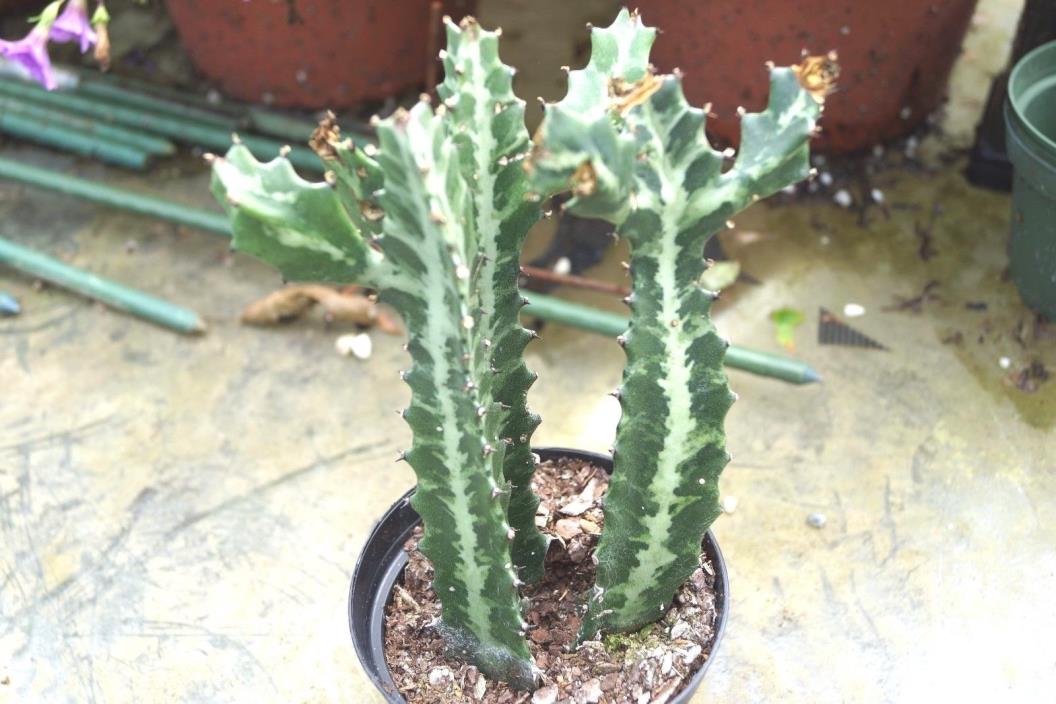 Euphorbia trigona lactea