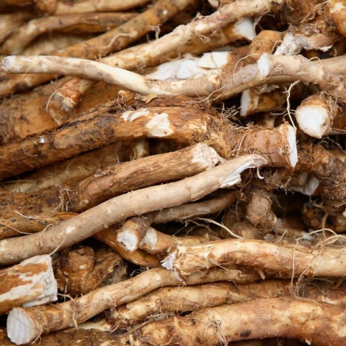 HORSERADISH ROOTS - CROWNS, SETS, PLANTS - PLANTING by Organic Heirloom Gardens