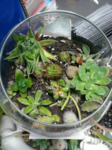 Live plants MIXED cacti/succulent  Bareroot/ 15  Assorted Plants air purifiers