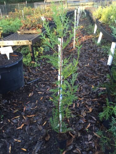 Murray Cypress 100 Privacy Trees- New Improved Leyland Cypress. 2ft