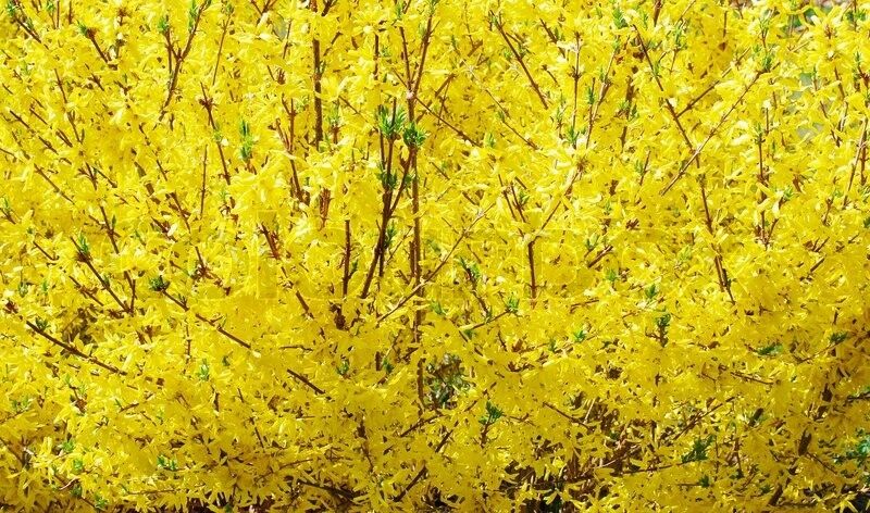 12 GOLDEN FORSYTHIA, UN-ROOTED HARDWOOD CUTTINGS
