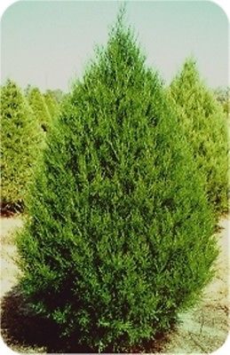 EASTERN RED CEDAR Tree, Juniperus virginiana, 50 Tree Seeds FRESH Nov 2018!