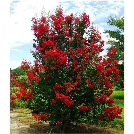 Red Crape Myrtle Tree