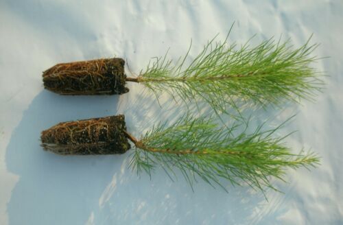 110 Loblolly Pine/Pinus TaedaTree Containerized Seedlings(NOT seeds or bareroot)