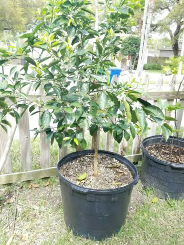 Navel Orange Tree 3 years old Grafted 4 feet tall 25 gallons