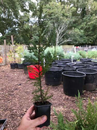 Murray Cypress Privacy Trees 50 Total