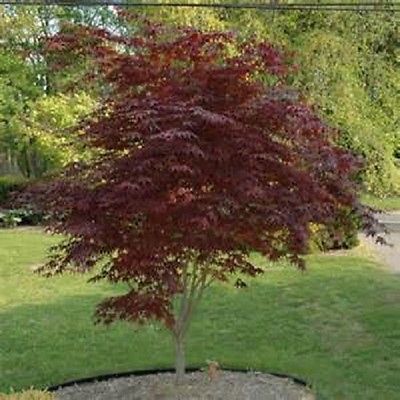 red japanese maple seedling trees - 3 pack of trees, free s/h