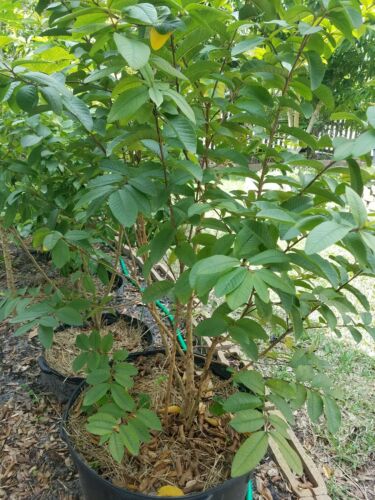 Mexican Guava Tree 5 years old Grafted 5 feet tall 25 gallons