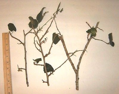 3 Black Mulberry Tree Cuttings Produces Sweet Berry Fruit Louisiana Plant