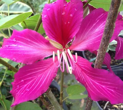 HONG KONG ORCHID Tree Plant Bauhinia Preferred Seedless Hybrid Purple Bloom