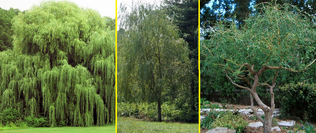 3 Willow Tree Bundle - 3 Different Willow Genu -  Weeping, Austree, Corkscrew