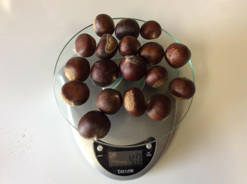 American Chestnut Nut Seeds  Castanea Dentata Castanea 9 OZ