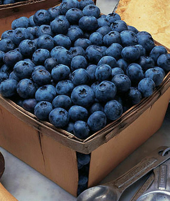 2 Blue Crop Blueberry Plant - Large/Delicious Starter PLANT SHIP BARE ROOT