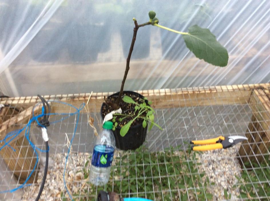 Black Madeira live fig tree plant one gallon size with figs