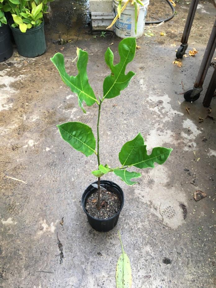 Jackfruit Live Tree in Gallon size pot TALL Tropical Artocarpus heterophyllus