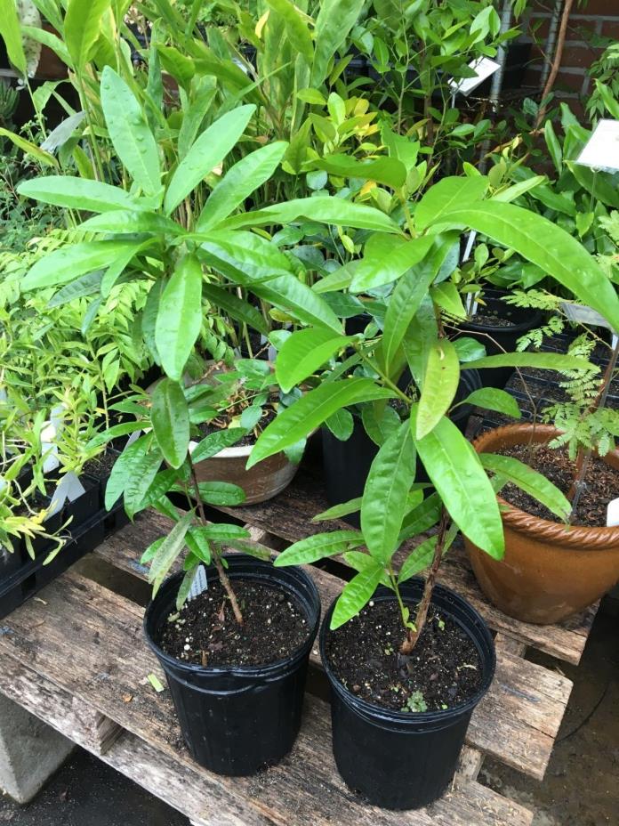 Pimenta dioica ALLSPICE Live Tree in Gallon size pot TALL