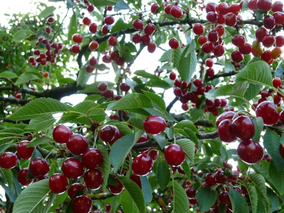 COCKTAIL TREE FOUR IN ONE CHERRY TREE 4 VARIETIES *18-14 INCH*  FRUIT TREES