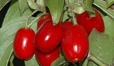 Asiatic Japanese Cornelian Cherry Shan Zhu Yu fruit tree shrub edible LIVE PLANT