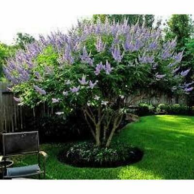 Bundle Trees Of 4 Texas Lilac Vitex Chaste - LIVE LILAC BUSH PLANTS Quart ROOT 