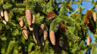 (2) Norway Spruce Evergreen Tree seedlings 12-18