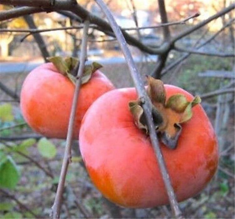 1 JAPANESE GIANT FUYU PERSIMMON TREE 2-3 FT FLOWERING FRUIT  LIVE PLANTS SALE
