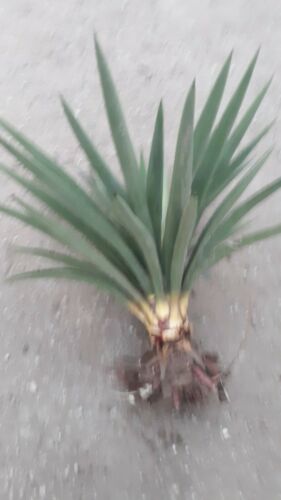 1  live plant 24'' Joshua  Yucca brevifolia var baccata Cold Drought Hardy (#4)