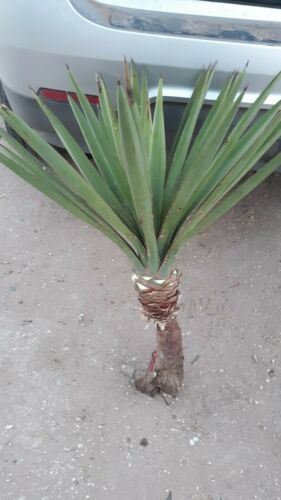 1  live plant 26'; Joshua  Yucca brevifolia var baccata Cold Drought Hardy (#3)