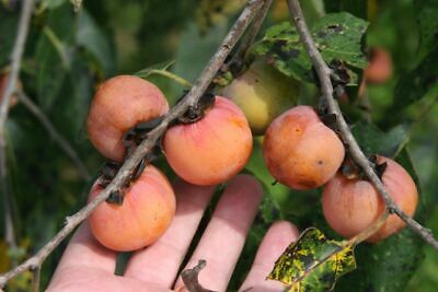 Persimmon tree seedling 10-12