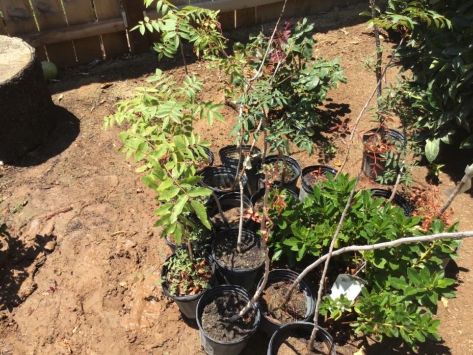 3 Pistachio (2 Female and 1 Male) (grafted) from California