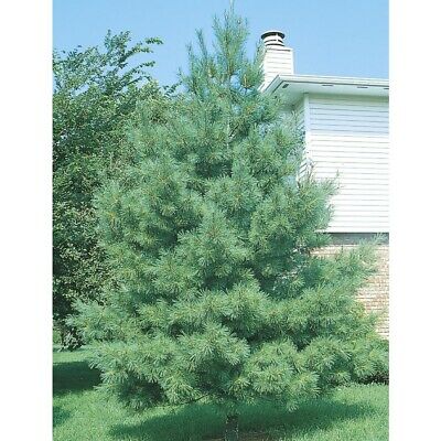 (2) White pine tree seedlings 8-10