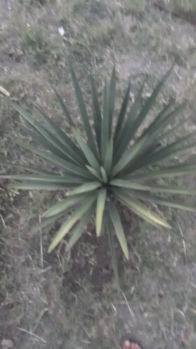 1  live plant 38'' Joshua  Yucca brevifolia var baccata Cold Drought Hardy (#2)