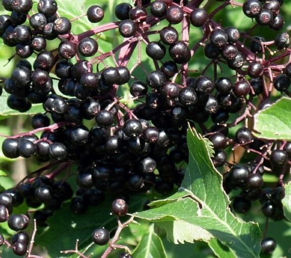 5 Black Elderberry shrubs seedlings 1 foot tall bareroot tree