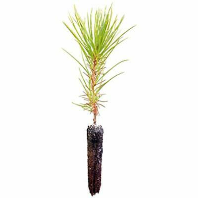 Japanese Trees Black Pine Live Seedling (Small) Sports 