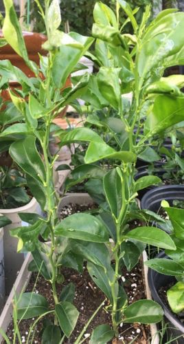 Meiwa Kumquat Orange tree