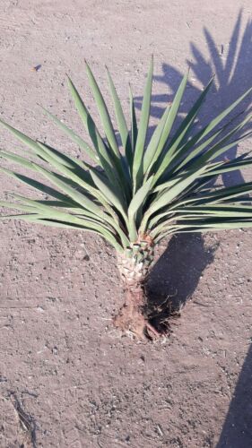1  live plant 35'' Joshua  Yucca brevifolia var baccata Cold Drought Hardy (#1)