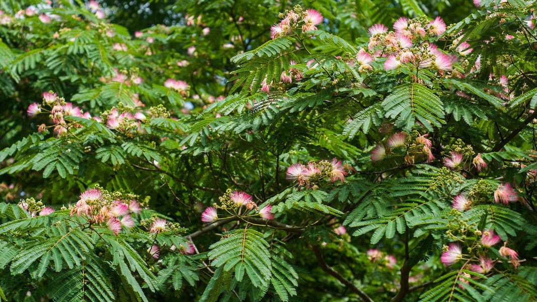 2 Mimosa Tree Seedlings - Albizia julibrissin - FREE SEEDS & FREE SHIPPING