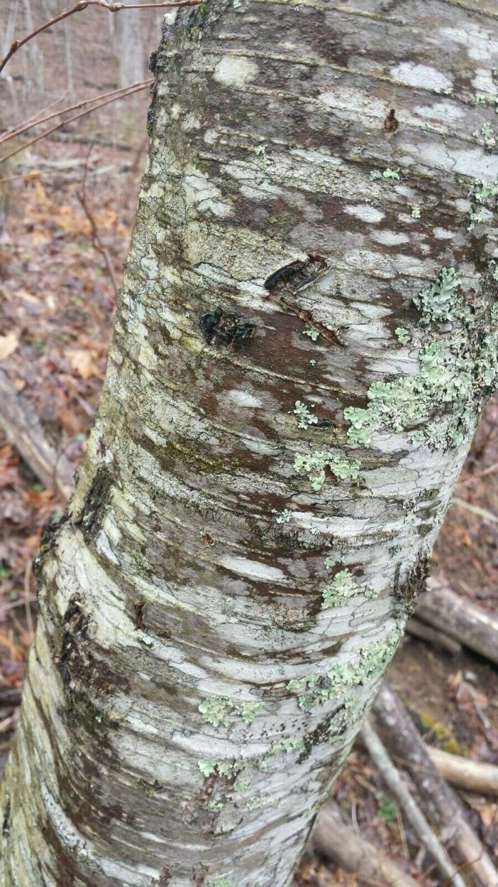 Cherry Birch(Betula lenta)~1 Bare root tree~12-24