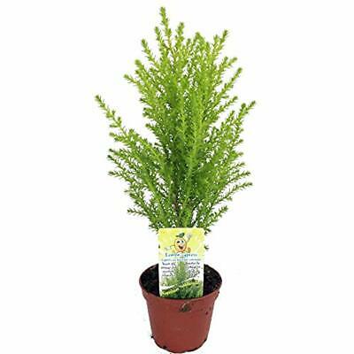 Lemon Trees Scented Goldcrest Cypress - Indoors/Out/FairyGarden 2.5" Pot