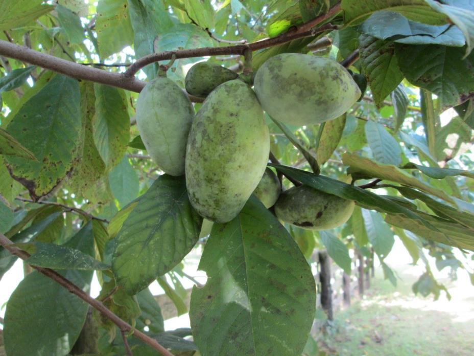 12 Fresh Paw Paw Fruit Tree Seeds *  Pawpaw The Indiana Banana * New Crop Seeds