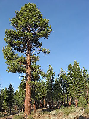 Pinus jeffreyi JEFFREY PINE TREE Seeds!