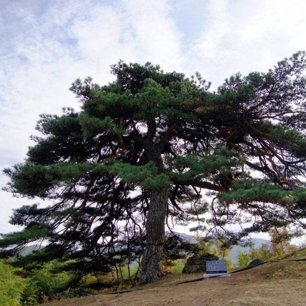 20 RED JAPANESE PINE TREE  seeds Korean Pinus Densiflora Evergreen  USA SELLER