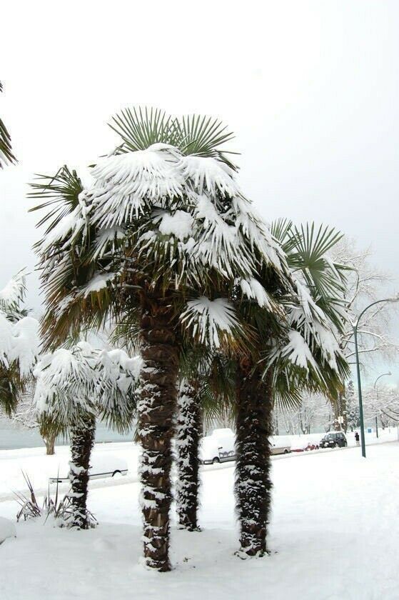 Trachycarpus fortunei ‘Bulgaria’ Windmill Palm COLD HARDY zone 6 - 15 seeds