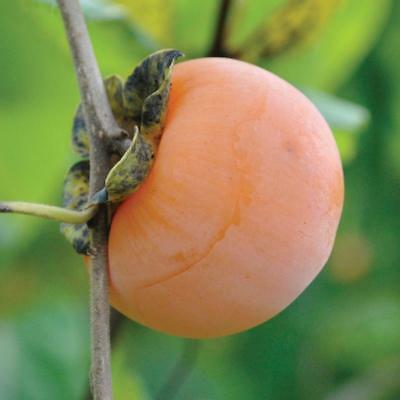 SWEET & TASTY AMERICAN PERSIMMON  POTTED PLANT-1-2' TALL PLANT