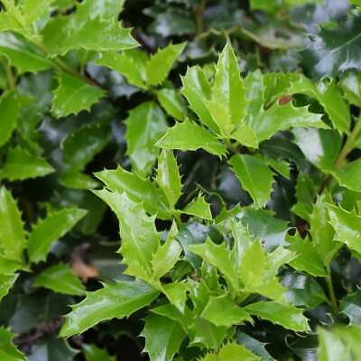 Castle Keep™ Blue Holly - Ilex  - 4