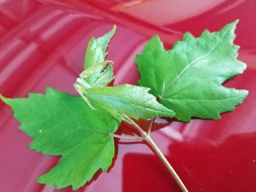 100 SUGAR MAPLE TREE Seeds!