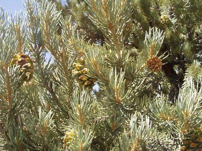 Pinus cembroides monophylla SINGLE LEAF PINYON PINE TREE Seeds!