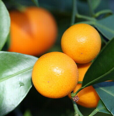 Panama Orange Tree - Calamondin - 10